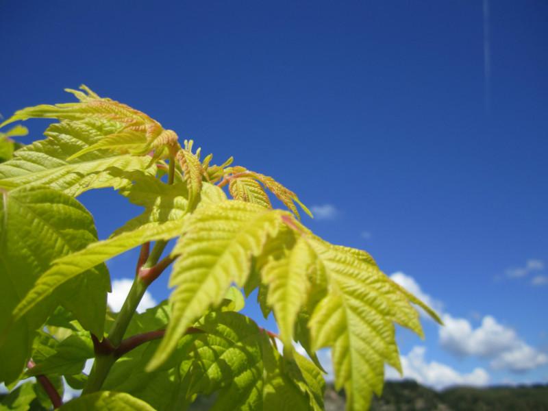 供應(yīng)遼寧紫葉稠李價格￥吉林大葉柄紫葉李-2013年秋彩葉綠化苗木價格