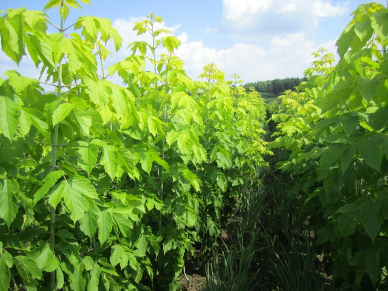 供應(yīng)糖槭苗遼寧糖槭苗吉林糖槭樹價格金葉復(fù)葉槭價格走勢