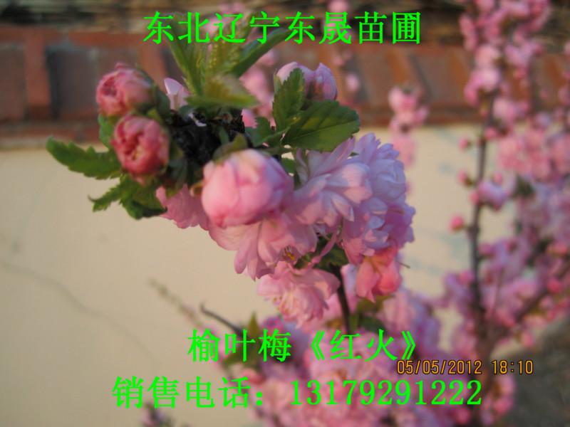 供應(yīng)東北優(yōu)質(zhì)山桃稠李樹山桃稠李樹苗價(jià)格-批發(fā)13898104271