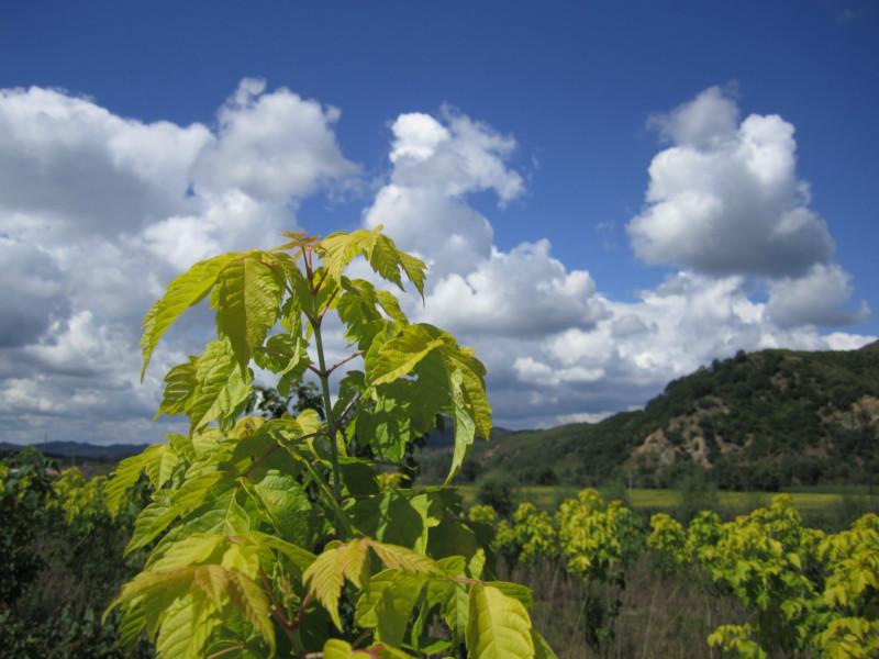 金葉復(fù)葉槭小苗圖片/金葉復(fù)葉槭小苗樣板圖 (2)
