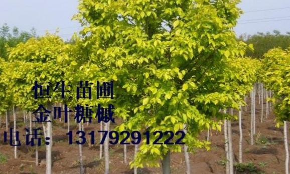 供應(yīng)吉林省長(zhǎng)春市金葉復(fù)葉槭報(bào)價(jià)