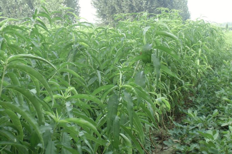 供應(yīng)山東哪里有國慶紅桃樹苗苗圃