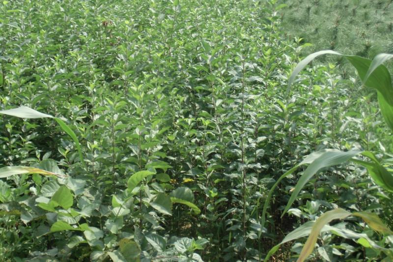 供應(yīng)在山東哪里進(jìn)購果樹苗交通運輸方便