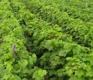 供應(yīng)大粒無(wú)核白葡萄苗好種嗎？