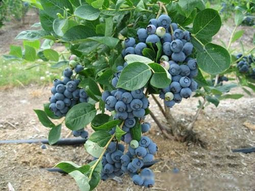 供應(yīng)貴陽金杏樹苗哪里有種植基地