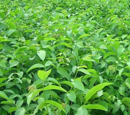 供應(yīng)山東黃金梨樹苗種植基地