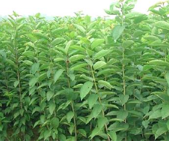 供應(yīng)大玫瑰梅李子苗山東哪里有種植場