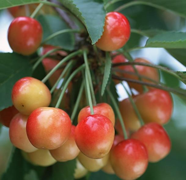 供應(yīng)貴陽金杏樹苗哪里有種植基地