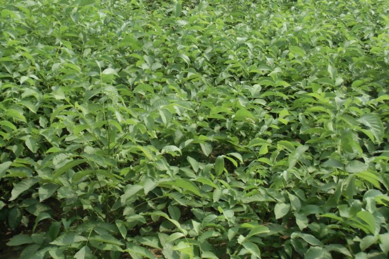 供應(yīng)在山東哪里進(jìn)購果樹苗交通運輸方便