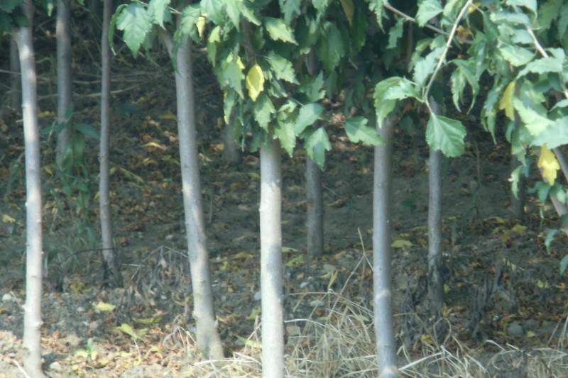 供應(yīng)山東聊城規(guī)模*的木槿花種植基地