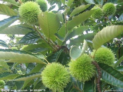 供應(yīng)板栗苗，板栗苗價(jià)格，板栗苗批發(fā)，板栗苗生產(chǎn)基地