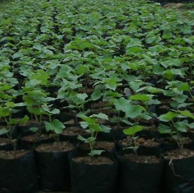 供應(yīng)大粒無(wú)核白葡萄苗好種嗎？