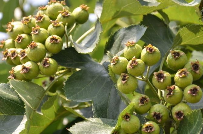 供應(yīng)山東煙臺(tái)山楂苗供貨商