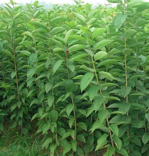 供應(yīng)山東黃金梨樹苗種植基地