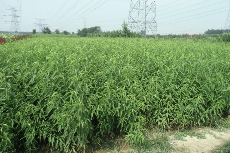 供應(yīng)黃金蜜2號桃樹苗湖南有種植場嗎？