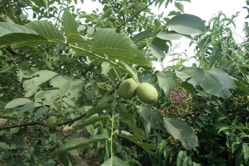 供應(yīng)在山東哪里進(jìn)購果樹苗交通運輸方便