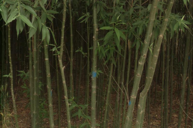 綠化苗圖片/綠化苗樣板圖 (4)