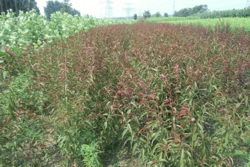 供應瑞蟠八號桃苗/瑞蟠八號桃苗價格/瑞蟠八號桃苗供貨商