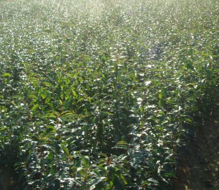 供應(yīng)河南規(guī)模*的蘭蜜梅李苗種植基地