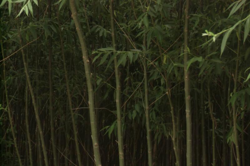 綠化苗圖片/綠化苗樣板圖 (3)