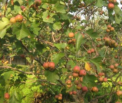 供應(yīng)山東煙臺(tái)山楂苗供貨商