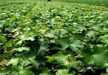 供應(yīng)紫甜無核葡萄苗每年產(chǎn)量有多高