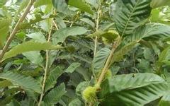 供應(yīng)板栗苗，板栗苗價(jià)格，板栗苗批發(fā)，板栗苗生產(chǎn)基地