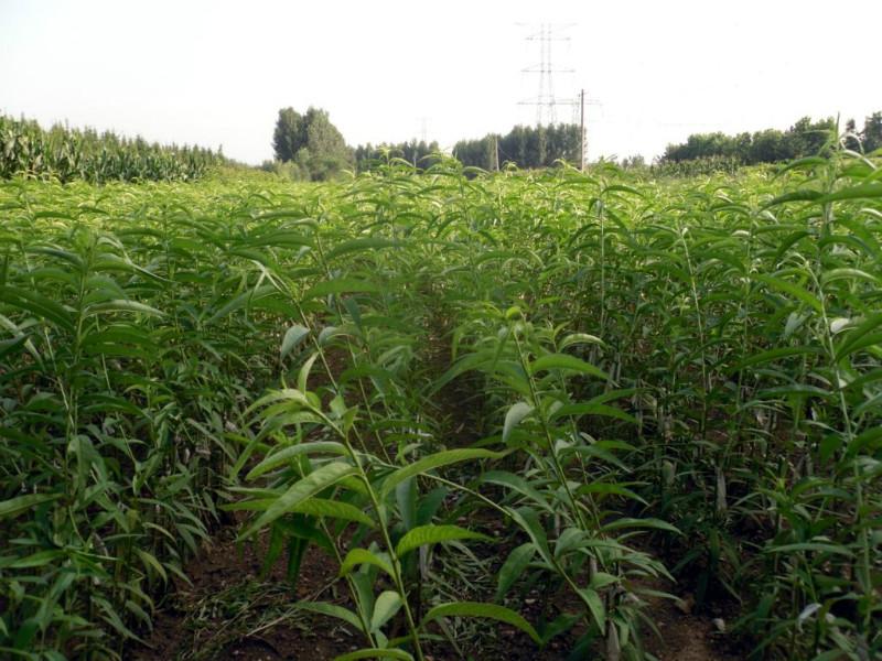 供应山东桃树苗批发价格，山东桃树苗种植基地