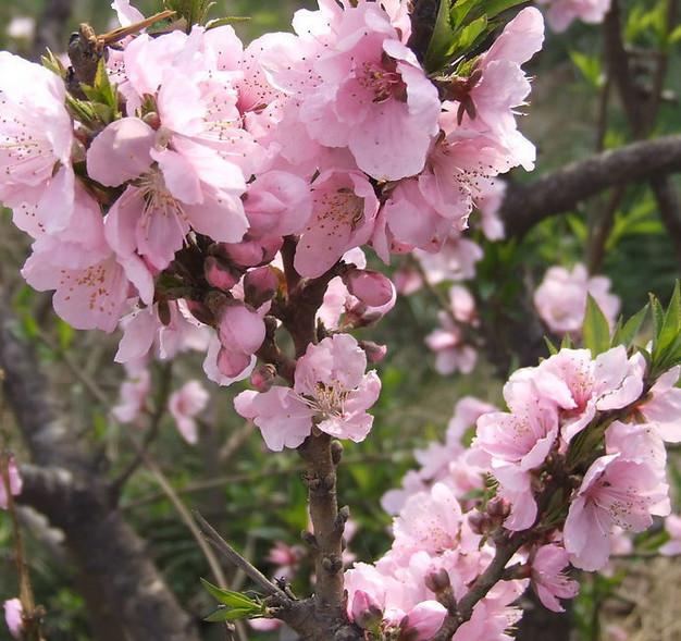 供應(yīng)鴛鴦垂枝桃花樹苗山東*的供貨商
