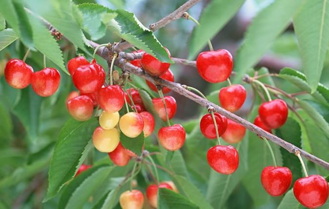 供應(yīng)貴陽金杏樹苗哪里有種植基地