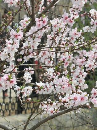 供應(yīng)鴛鴦垂枝桃花樹苗山東*的供貨商