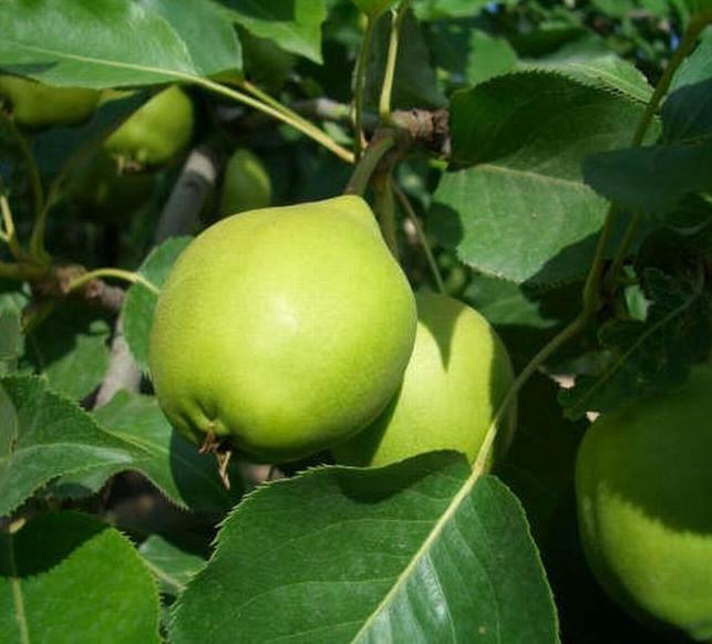 供應(yīng)錦豐梨樹苗適合在哪些適合栽培