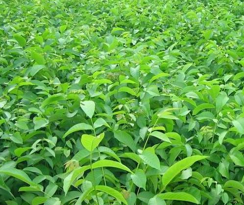 供應(yīng)貴陽金杏樹苗哪里有種植基地