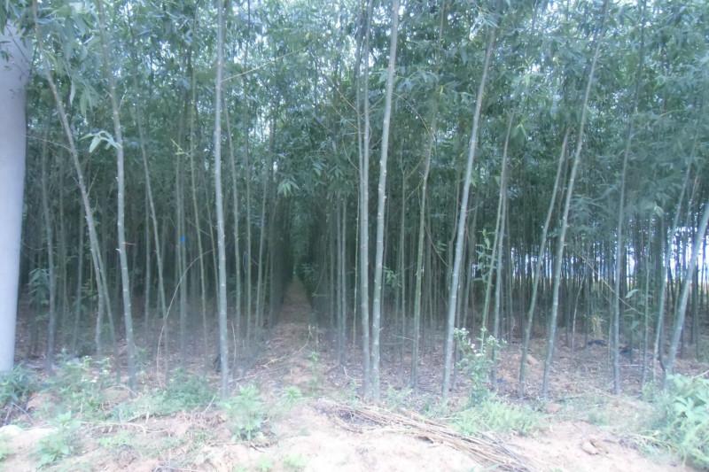 綠化苗圖片/綠化苗樣板圖 (2)