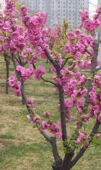 供应观赏桃花树苗，观赏桃花树苗价格，观赏桃花树苗生产基地