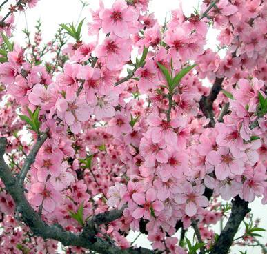 供應(yīng)鴛鴦垂枝桃花樹苗山東*的供貨商