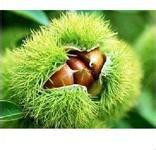 供應(yīng)板栗苗，板栗苗價(jià)格，板栗苗批發(fā)，板栗苗生產(chǎn)基地