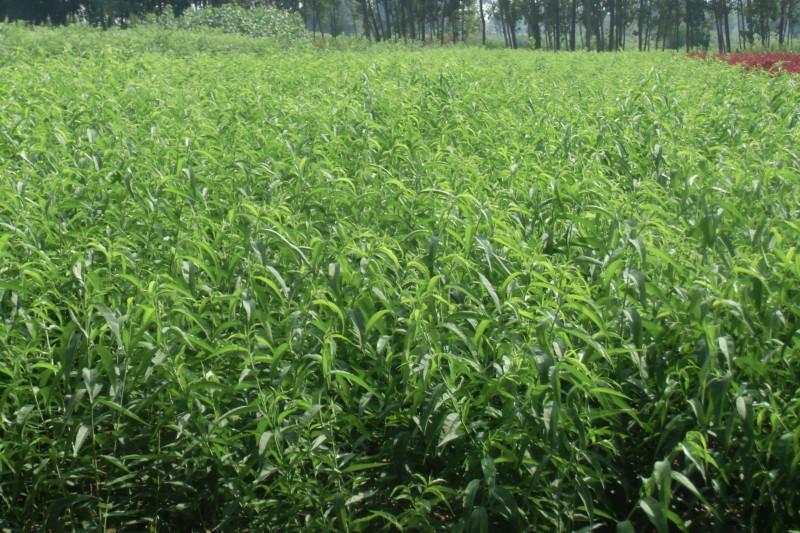 供應(yīng)山東哪里有國慶紅桃樹苗苗圃