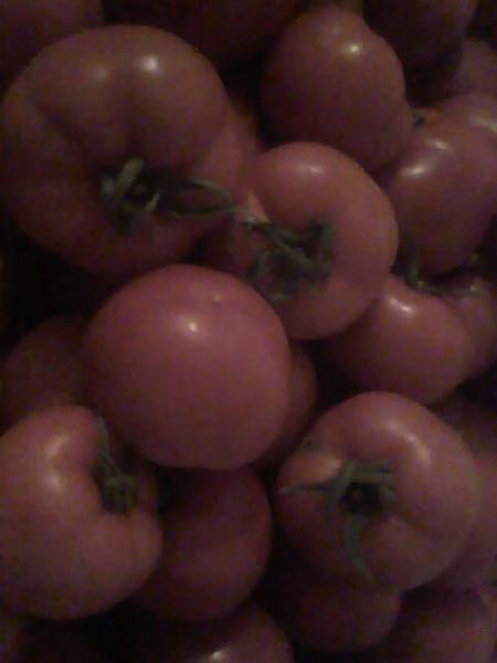 供應(yīng)山東哪里有番茄批發(fā)，山東哪里有番茄批發(fā)，山東番茄銷售市場(chǎng)，