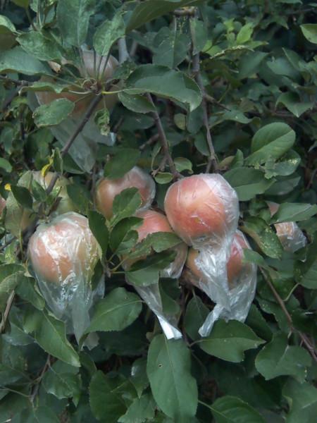 供應(yīng)歡迎購(gòu)買紅富士，歡迎購(gòu)買紅富士蘋果，歡迎購(gòu)買山東紅富士蘋果