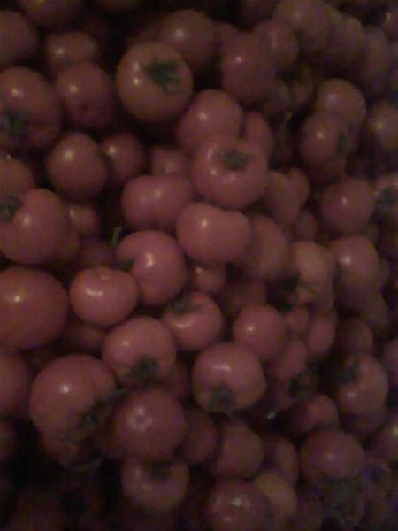 供應(yīng)山東哪里有番茄批發(fā)，山東哪里有番茄批發(fā)，山東番茄銷售市場(chǎng)，