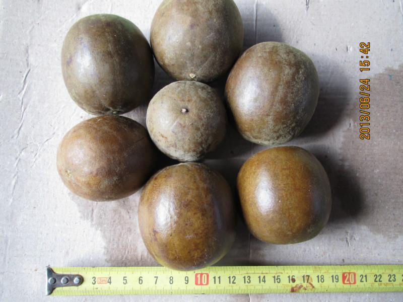 桂林羅漢果種植場 桂林羅漢果種植 桂林羅漢果批發(fā) 羅漢果 植場-桂林羅漢果栽培基地