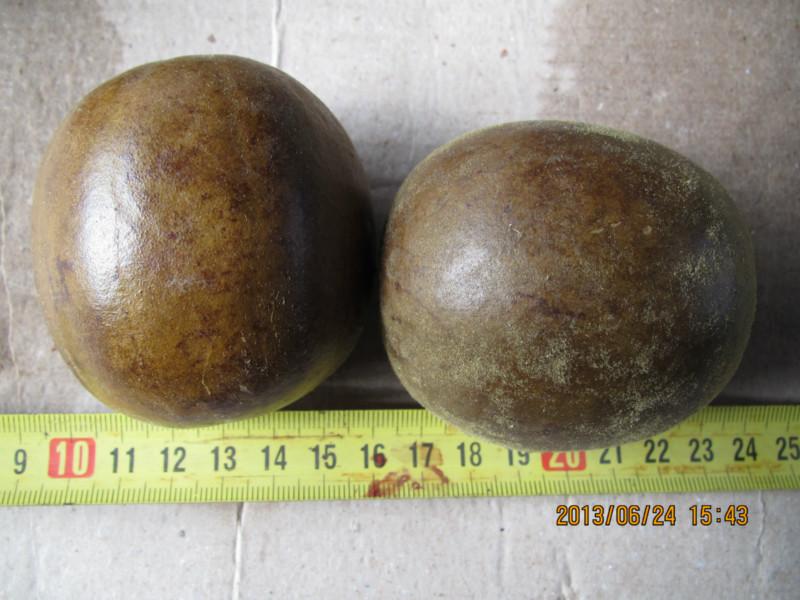 桂林羅漢果種植場 桂林羅漢果種植 桂林羅漢果批發(fā) 羅漢果 植場-桂林羅漢果栽培基地