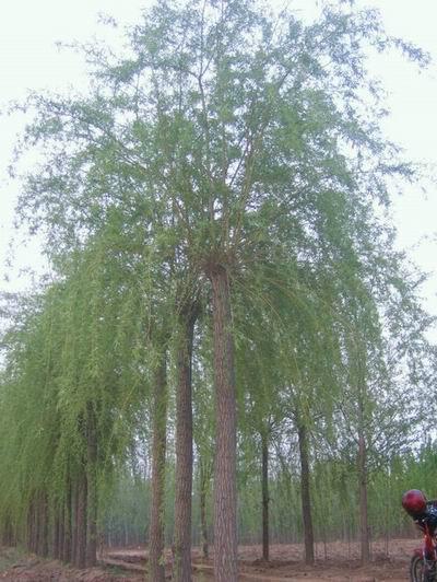 供應(yīng)衛(wèi)矛衛(wèi)矛價(jià)格河北衛(wèi)矛