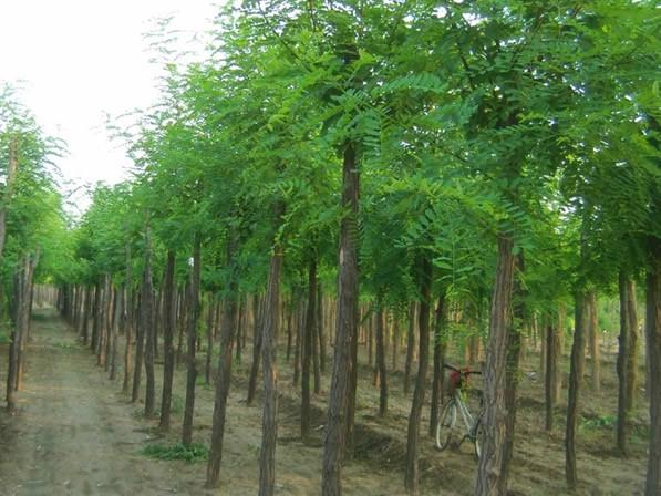 供應(yīng)衛(wèi)矛衛(wèi)矛價(jià)格河北衛(wèi)矛