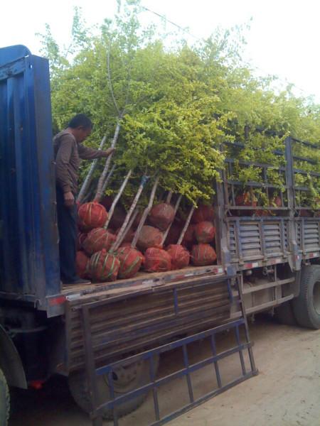 供應(yīng)衛(wèi)矛衛(wèi)矛價(jià)格河北衛(wèi)矛