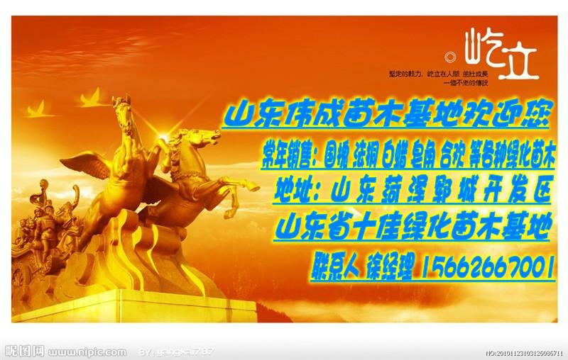 供應(yīng)山西臨汾國(guó)槐價(jià)格.國(guó)槐圖片.國(guó)槐