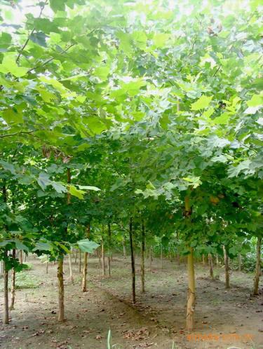 法桐基地圖片/法桐基地樣板圖 (4)