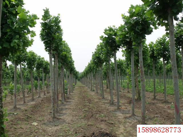 法桐基地圖片/法桐基地樣板圖 (3)