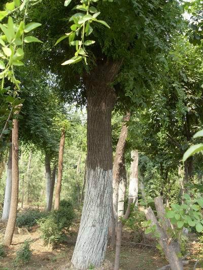 苗木基地圖片/苗木基地樣板圖 (2)